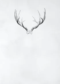 Antlers 01