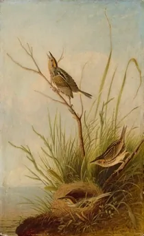 Art Animalia 02