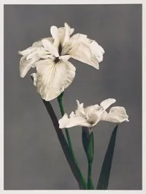 Art Collotype Iris