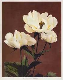 Art Collotype Peony 01