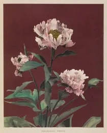 Art Colotype Peony 02