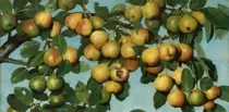 Art Fruit 01