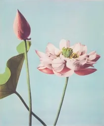 Art Kazumasa Photomechanical Lotus