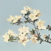 Art Vintage Azalea