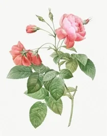 Art Vintage Botanical 01