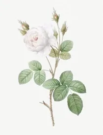 Art Vintage Botanical 02