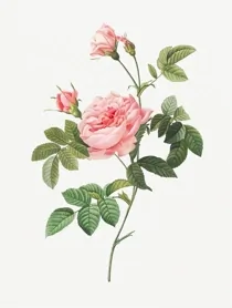 Art Vintage Botanical 03