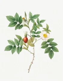 Art Vintage Botanical 04
