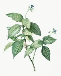 Art Vintage Botanical 05