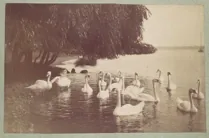 Art Vintage Swans