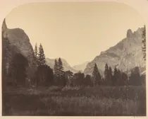 Art Vintage Trees