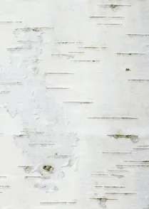Birch