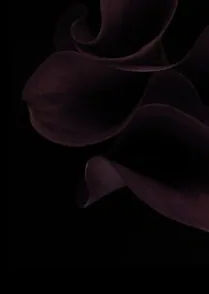 Black Calla Lily