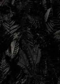 Black Fern