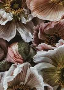 Botanica III