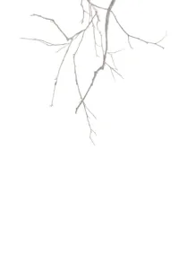 Branch
