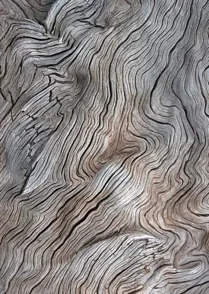 Driftwood