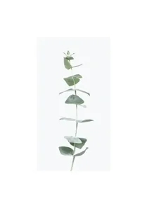 Eucalyptus Mist