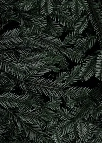 Evergreen 01