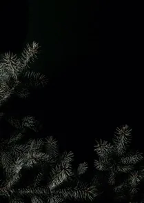 Evergreen 03