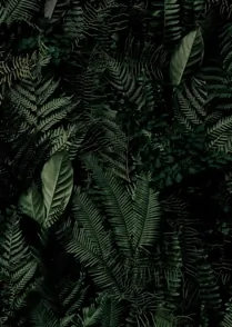 Fern