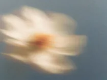 Floral Floret Blurred 1