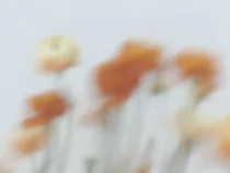 Floral Floret Blurred 10