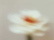 Floral Floret Blurred 11