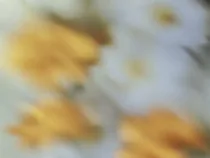 Floral Floret Blurred 12