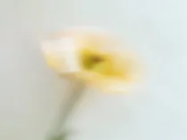 Floral Floret Blurred 13