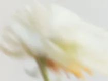 Floral Floret Blurred 14