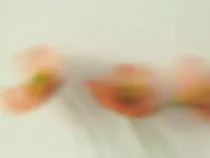 Floral Floret Blurred 15