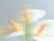 Floral Floret Blurred 16