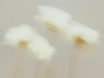Floral Floret Blurred 17