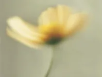 Floral Floret Blurred 19