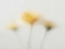 Floral Floret Blurred 2