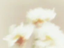 Floral Floret Blurred 20