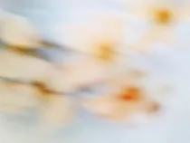 Floral Floret Blurred 21