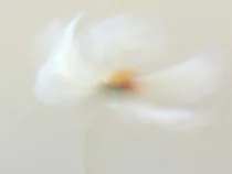 Floral Floret Blurred 23