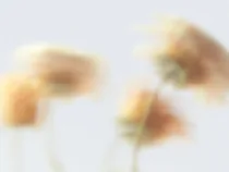 Floral Floret Blurred 24