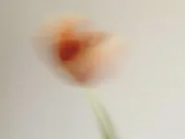 Floral Floret Blurred 3