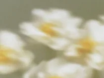 Floral Floret Blurred 4