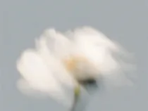 Floral Floret Blurred 5
