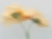 Floral Floret Blurred 6