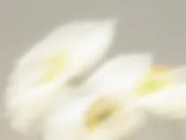 Floral Floret Blurred 7