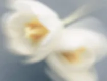 Floral Floret Blurred 8