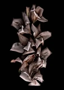 Gladiolus III