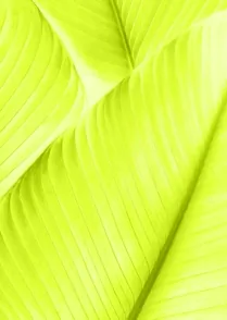 Jungle Leaves 04