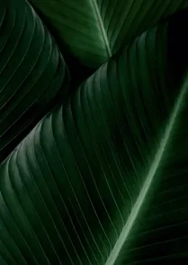 Jungle Leaves 05