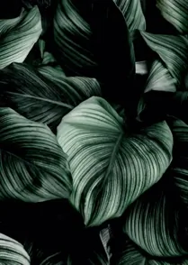 Jungle Leaves 06